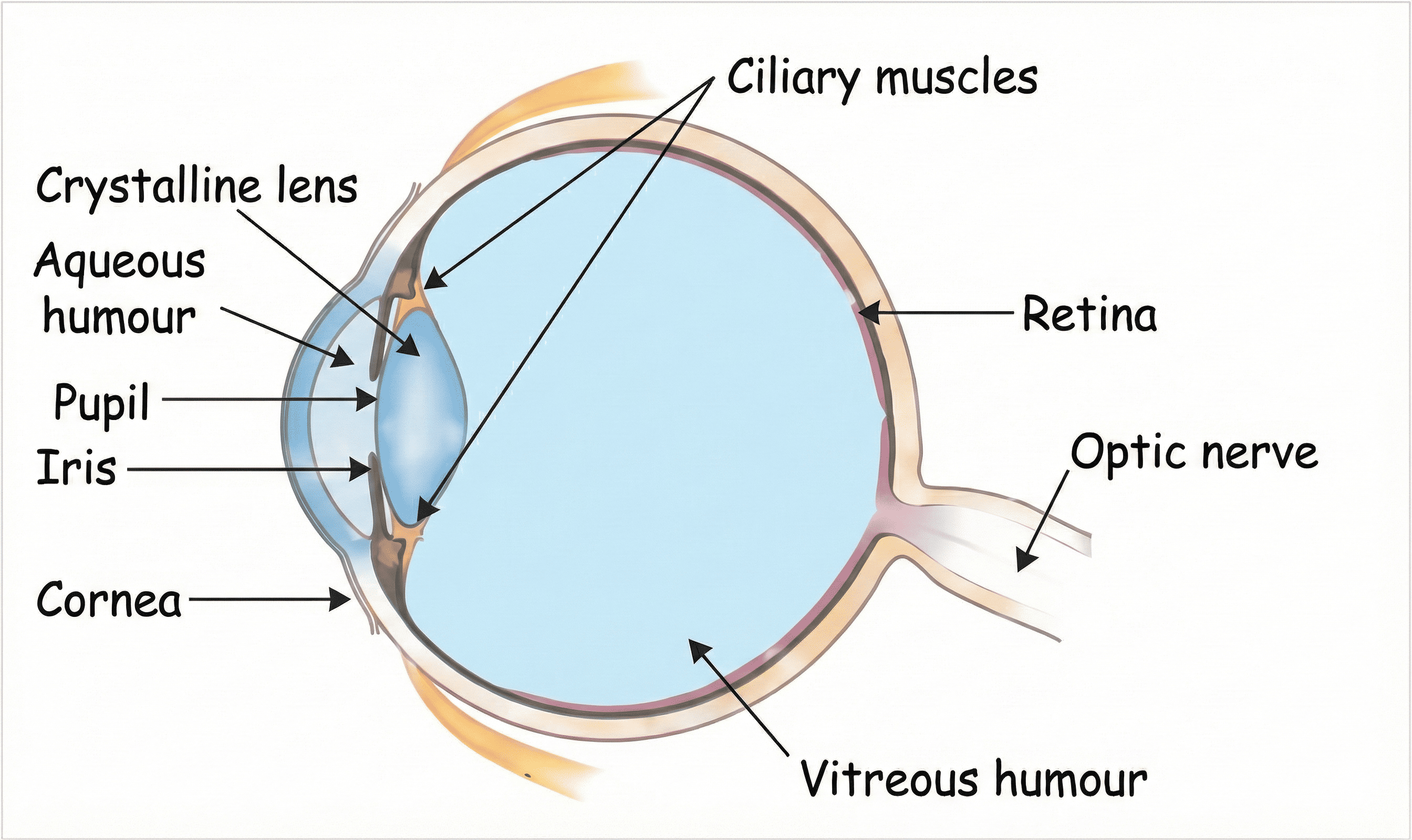 Structure of the Human Eye