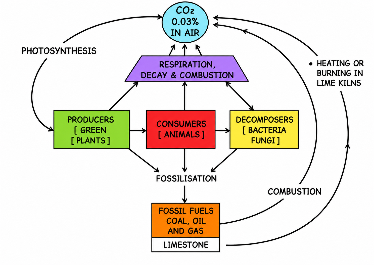 The Carbon Cycle