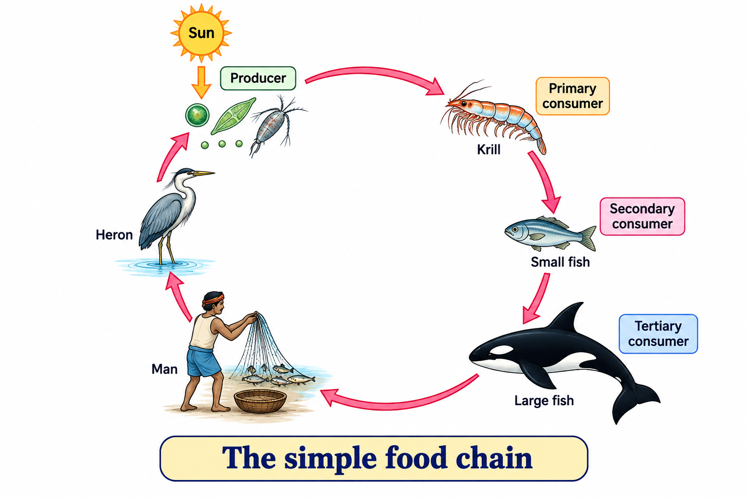 Fig. 6.6: The Simple Marine Food Chain