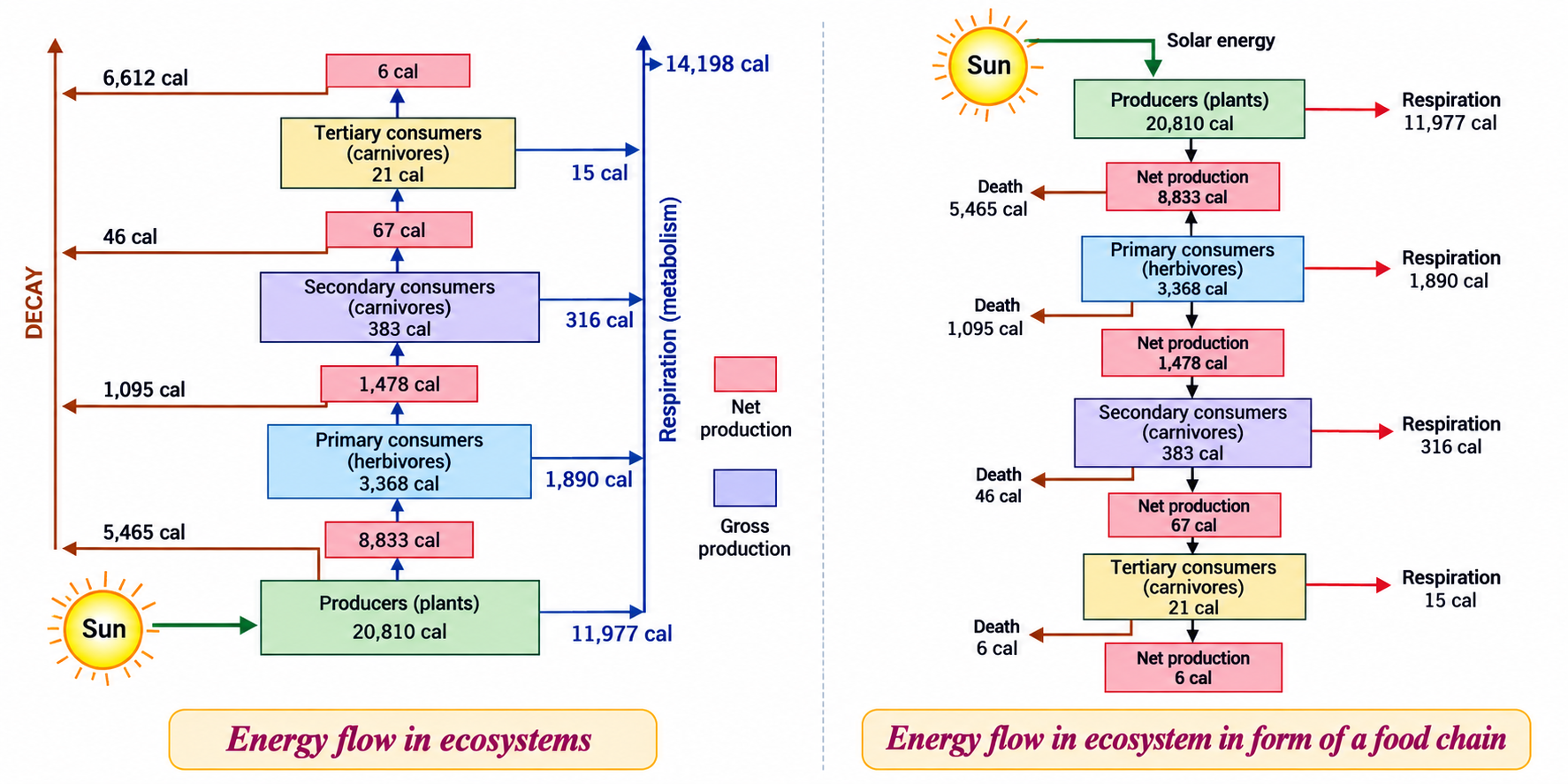 Fig. 6.7 & Fig. 6.8: Energy Flow in Ecosystems & Trophic Level Energy Distribution